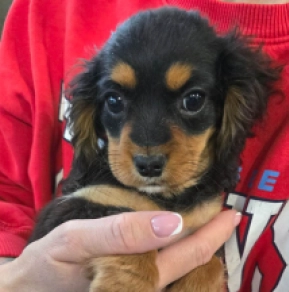Cavapoo puppy