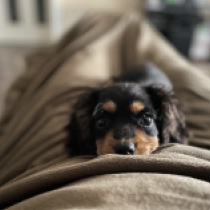 Cavapoo puppy for sale