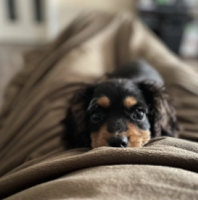 Cavapoo puppy