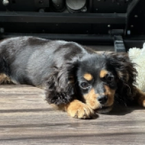 Cavapoo puppy for sale
