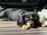 Toy Tina - F2 - Cavapoo, EuroPuppy review from Elfenbeinküste