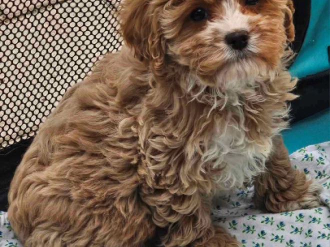 Cavapoo Welpe zu verkaufen