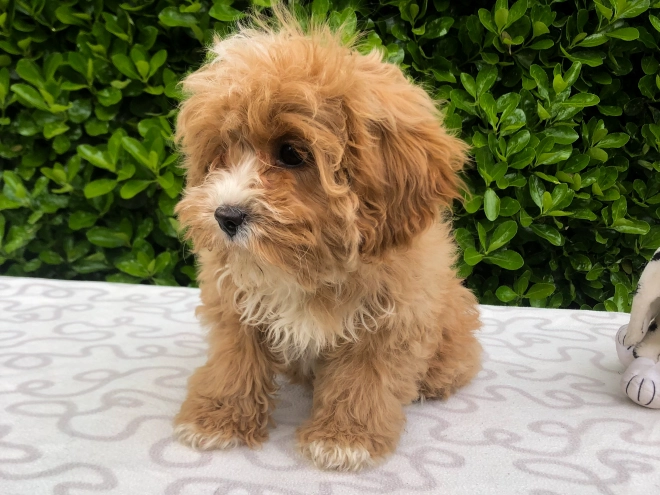 Perros Cavapoo en venta