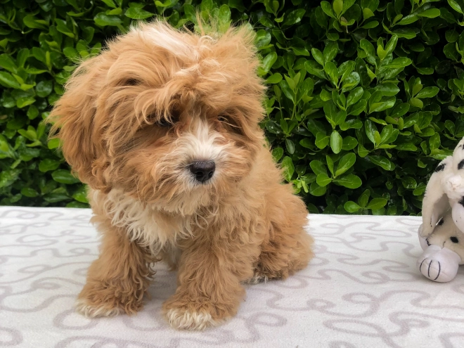 Perros Cavapoo en venta