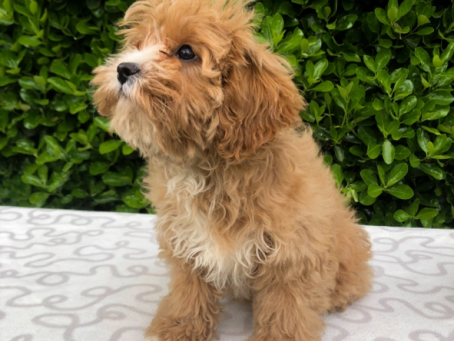 Perros Cavapoo en venta