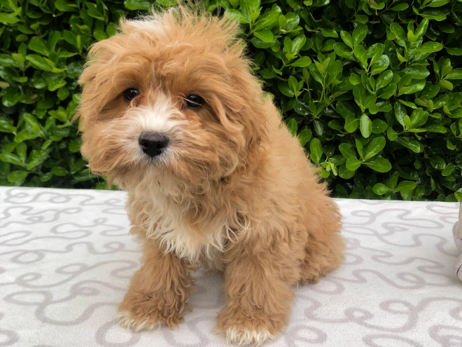 Perros Cavapoo en venta