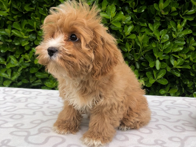 Perros Cavapoo en venta