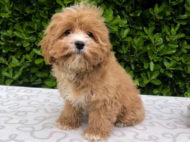 Perros Cavapoo en venta