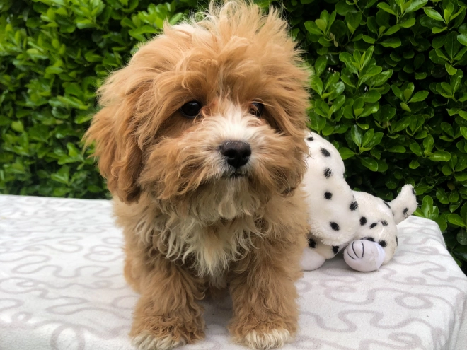 Perros Cavapoo en venta