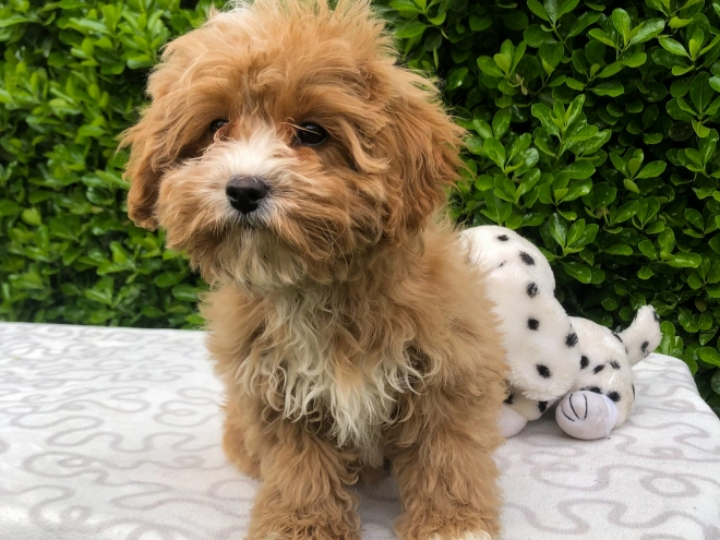 Perros Cavapoo en venta