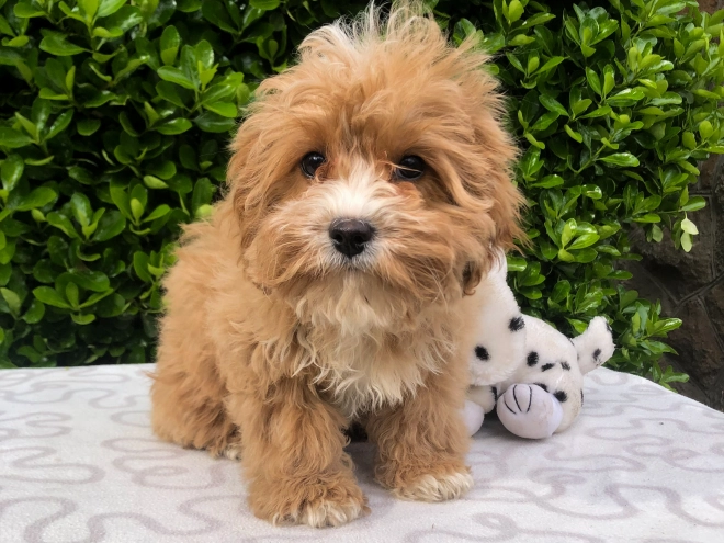 Perros Cavapoo en venta