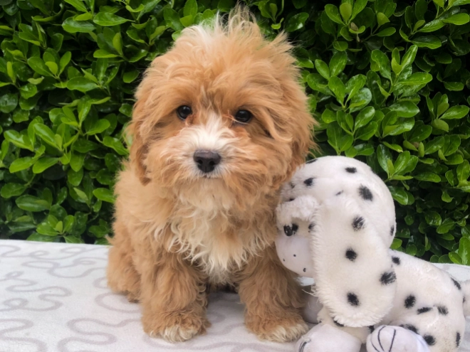 Perros Cavapoo en venta