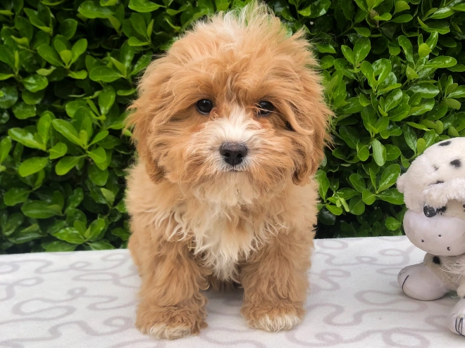 Perros Cavapoo en venta