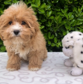 Cavapoo puppy