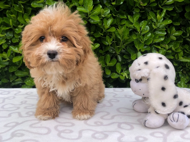 Perros Cavapoo en venta