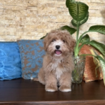 Cavapoo Welpe zu verkaufen