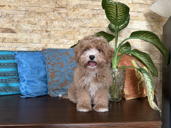 Perros Cavapoo en venta