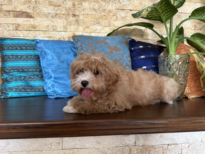 Perros Cavapoo en venta