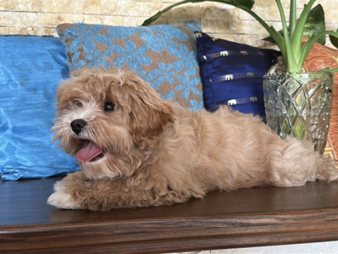 Perros Cavapoo en venta