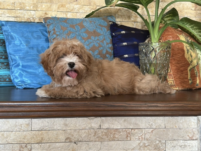 Perros Cavapoo en venta