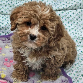 Cavapoo puppy