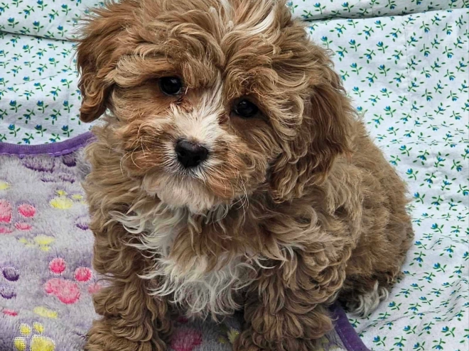 Cavapoo Welpe zu verkaufen