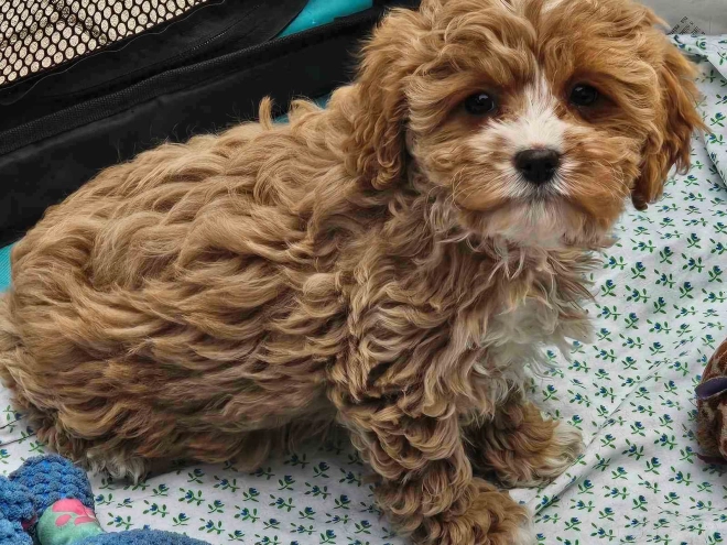 Cavapoo Welpe zu verkaufen
