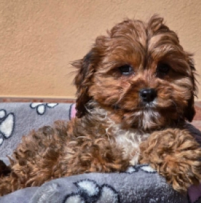 Cavapoo Welpe zu verkaufen