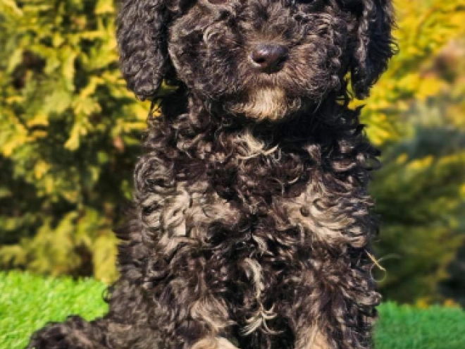 Cavapoo Welpe zu verkaufen