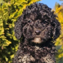Perros Cavapoo en venta