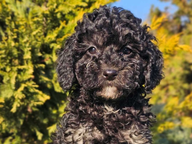 Cavapoo Welpe zu verkaufen