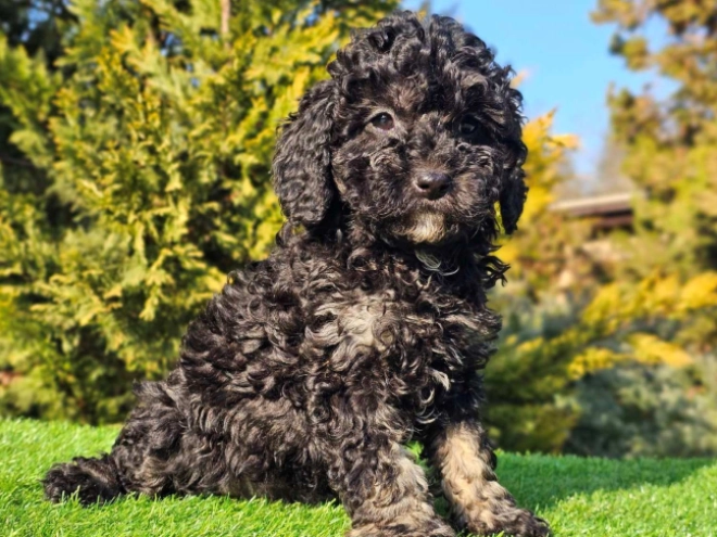 Cavapoo Welpe zu verkaufen