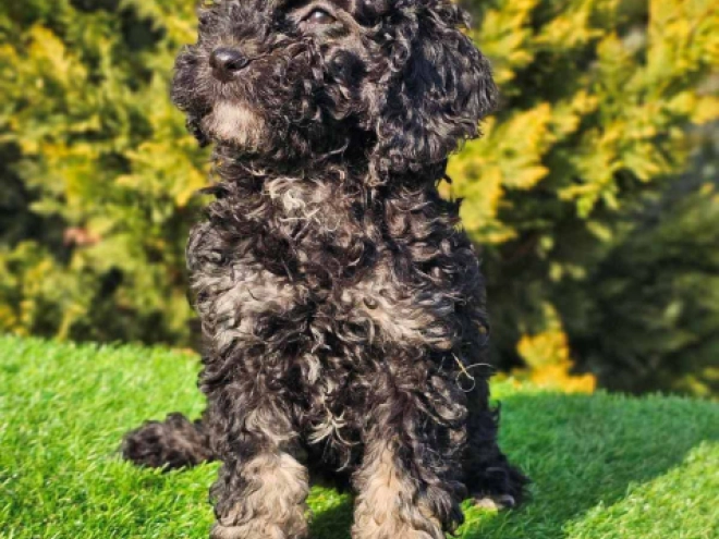 Cavapoo Welpe zu verkaufen