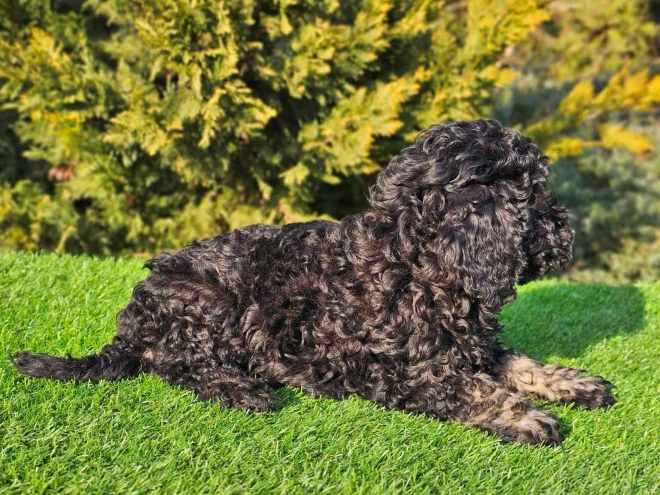 Cavapoo Welpe zu verkaufen