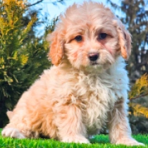 Perros Cavapoo en venta