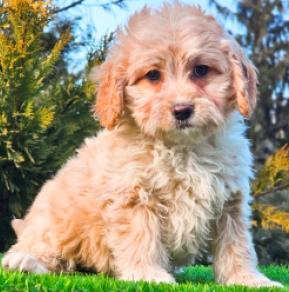Cavapoo Welpe zu verkaufen