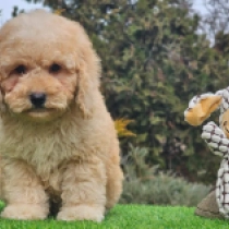 Perros Cavapoo en venta