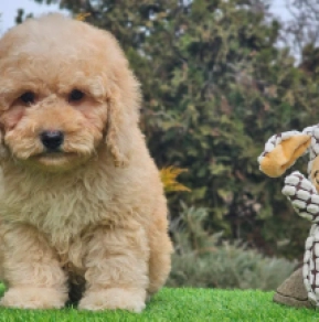 Cavapoo puppy