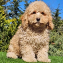 Cavapoo puppy for sale
