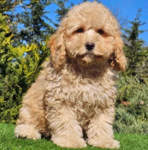 Cavapoo puppy