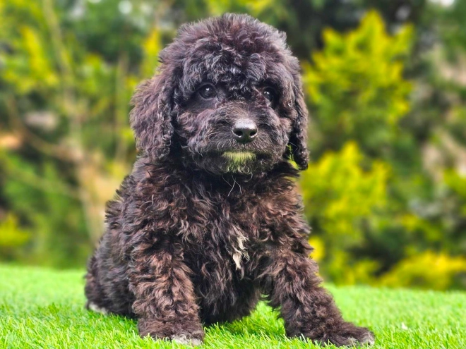 Cavapoo puppy for sale