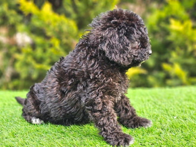 Cavapoo puppy for sale