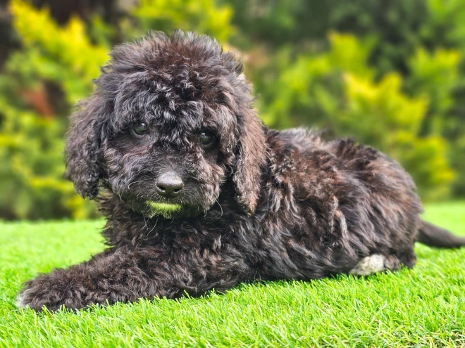 Cavapoo puppy for sale
