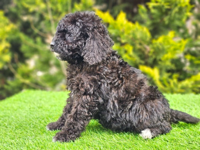 Cavapoo puppy for sale