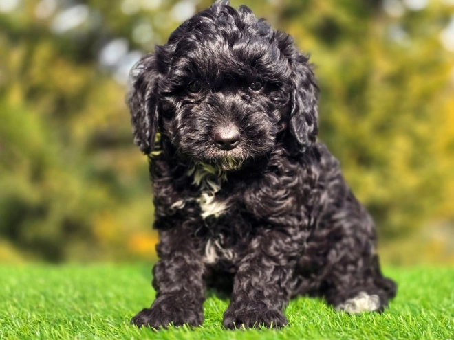 Perros Cavapoo en venta