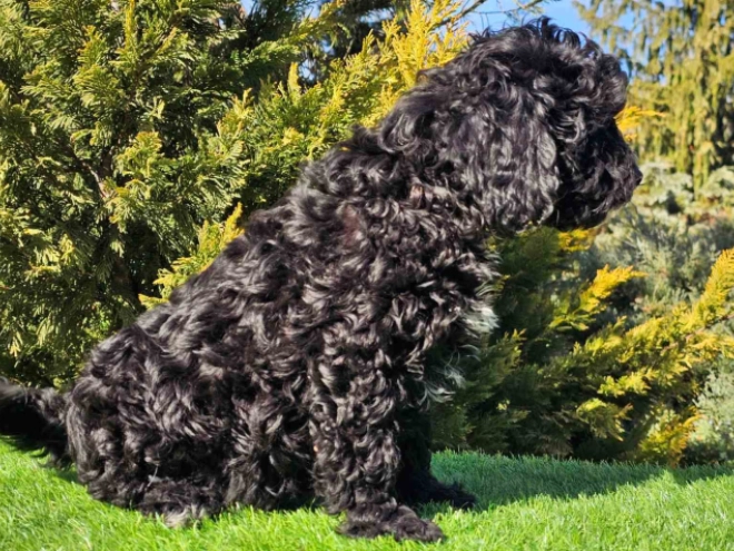 Perros Cavapoo en venta