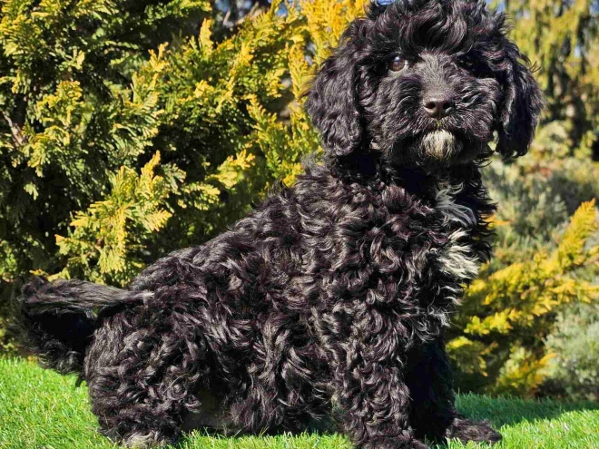 Perros Cavapoo en venta