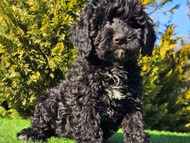 Perros Cavapoo en venta