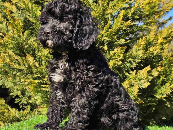 Perros Cavapoo en venta