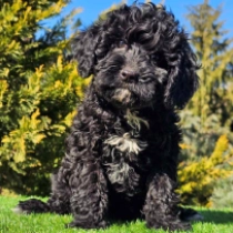 Cavapoo puppy for sale